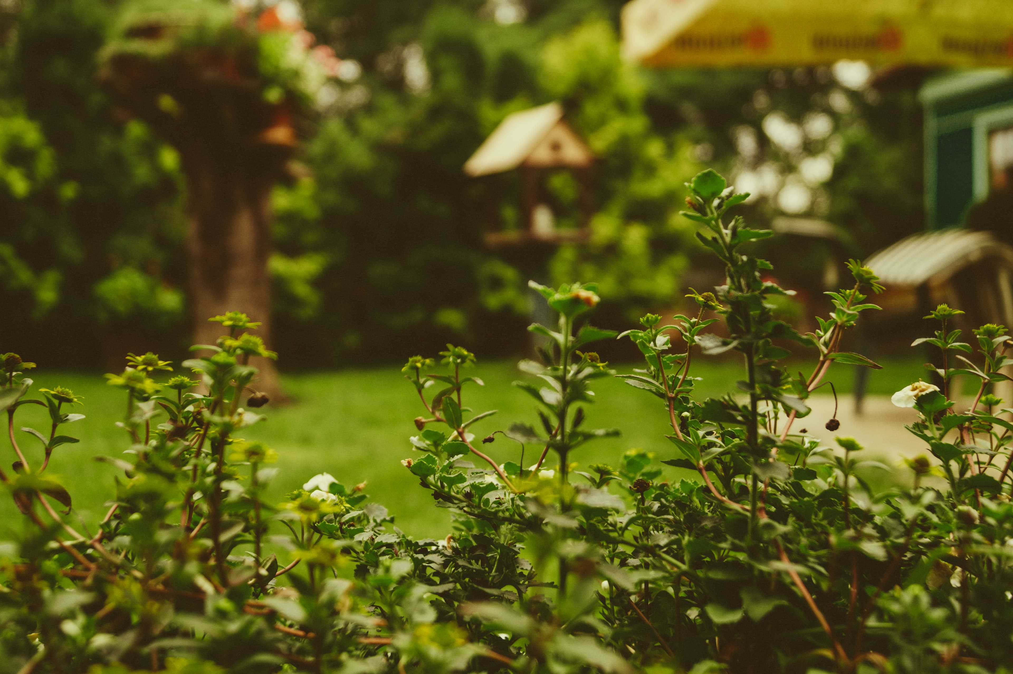 Garden Design & Maintenance